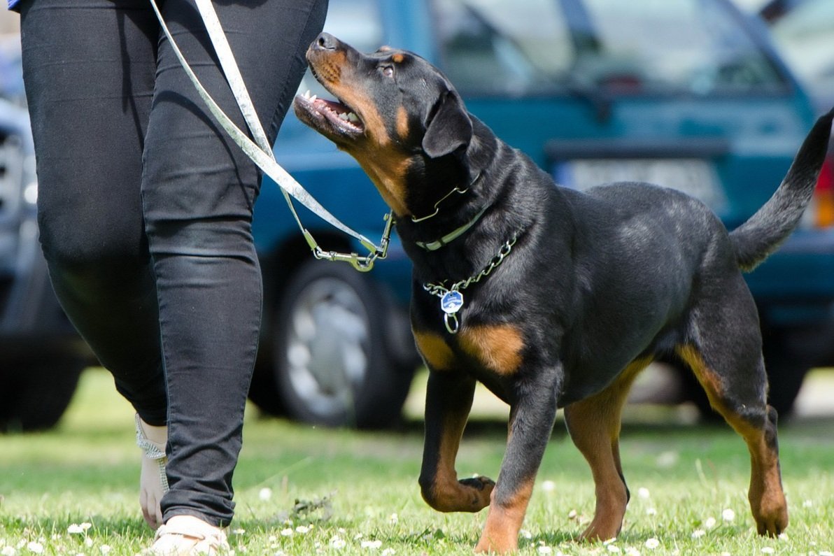 Dog Handler Training